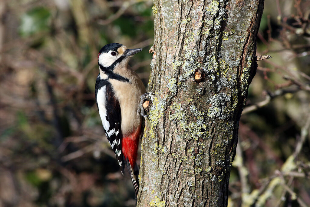 Great Spotted Woodpecker