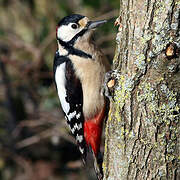 Great Spotted Woodpecker