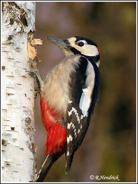 Great Spotted Woodpecker