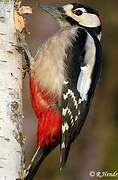 Great Spotted Woodpecker