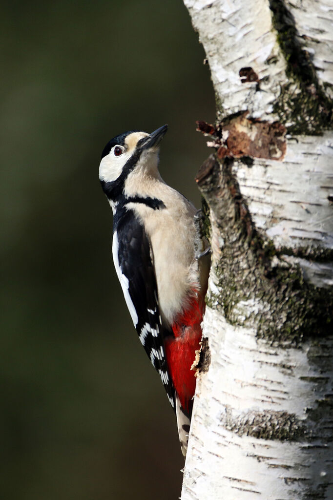 Great Spotted Woodpecker