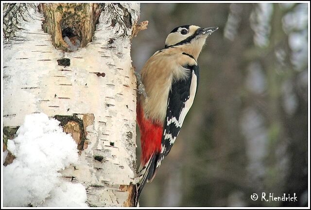 Great Spotted Woodpecker