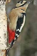 Great Spotted Woodpecker