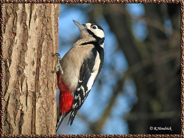 Great Spotted Woodpecker