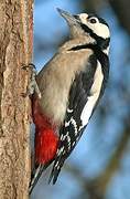 Great Spotted Woodpecker