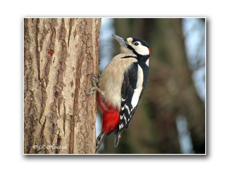 Great Spotted Woodpecker