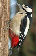 Great Spotted Woodpecker