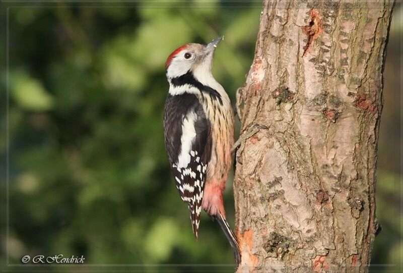 Middle Spotted Woodpecker