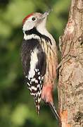 Middle Spotted Woodpecker