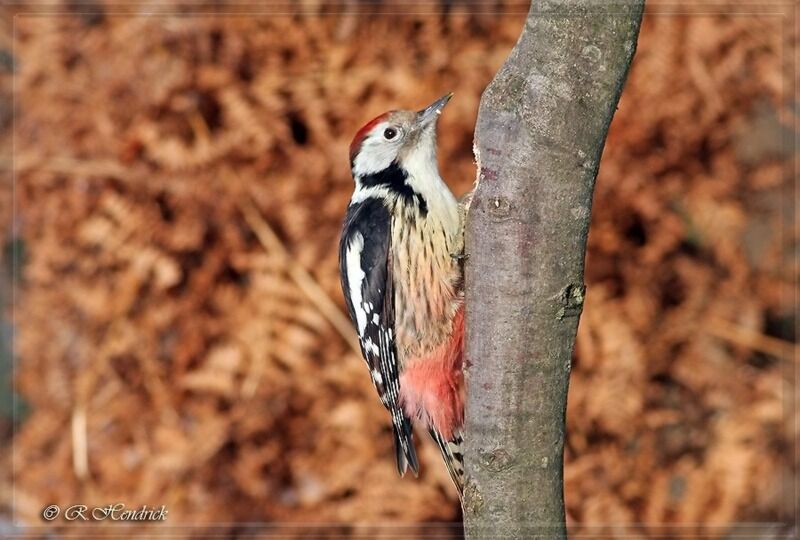 Middle Spotted Woodpecker