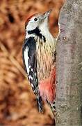 Middle Spotted Woodpecker