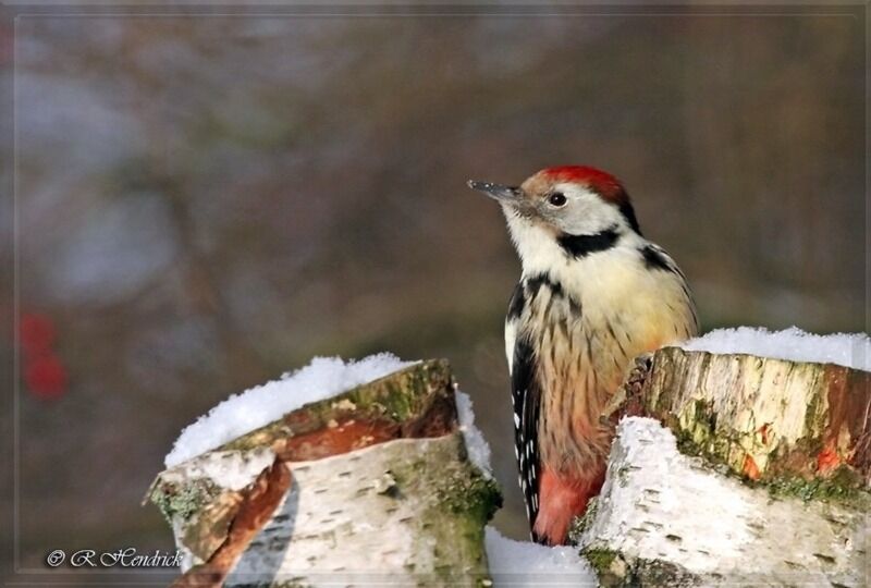 Middle Spotted Woodpecker