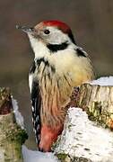 Middle Spotted Woodpecker