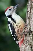 Middle Spotted Woodpecker