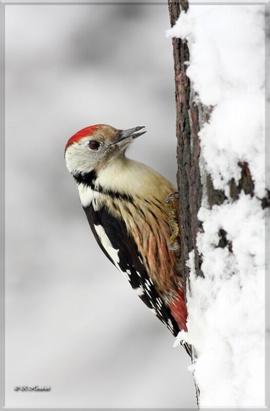 Middle Spotted Woodpecker