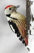 Middle Spotted Woodpecker