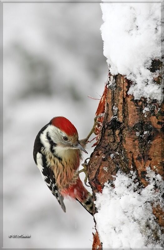 Middle Spotted Woodpecker