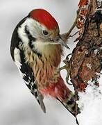 Middle Spotted Woodpecker