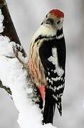 Middle Spotted Woodpecker