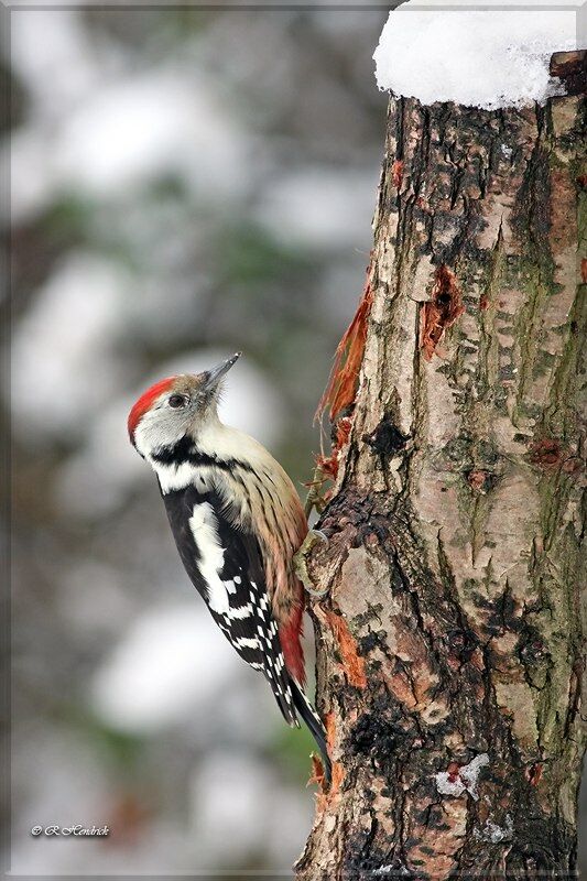 Middle Spotted Woodpecker