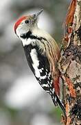 Middle Spotted Woodpecker