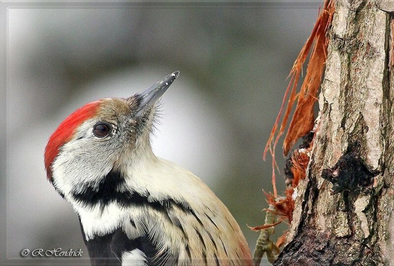 Middle Spotted Woodpecker