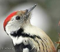 Middle Spotted Woodpecker