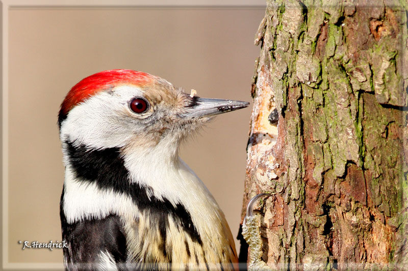 Middle Spotted Woodpecker