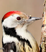 Middle Spotted Woodpecker