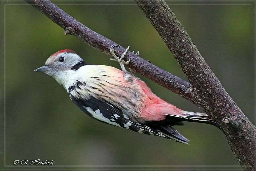 Middle Spotted Woodpecker