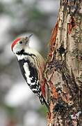 Middle Spotted Woodpecker