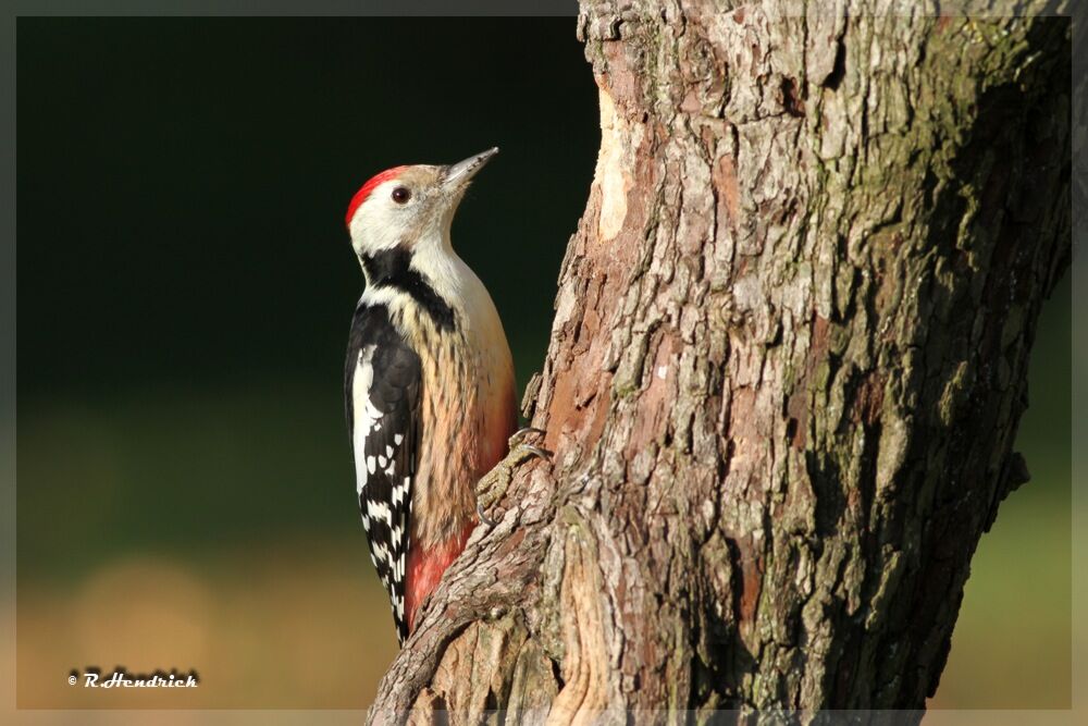 Middle Spotted Woodpecker