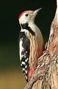 Middle Spotted Woodpecker