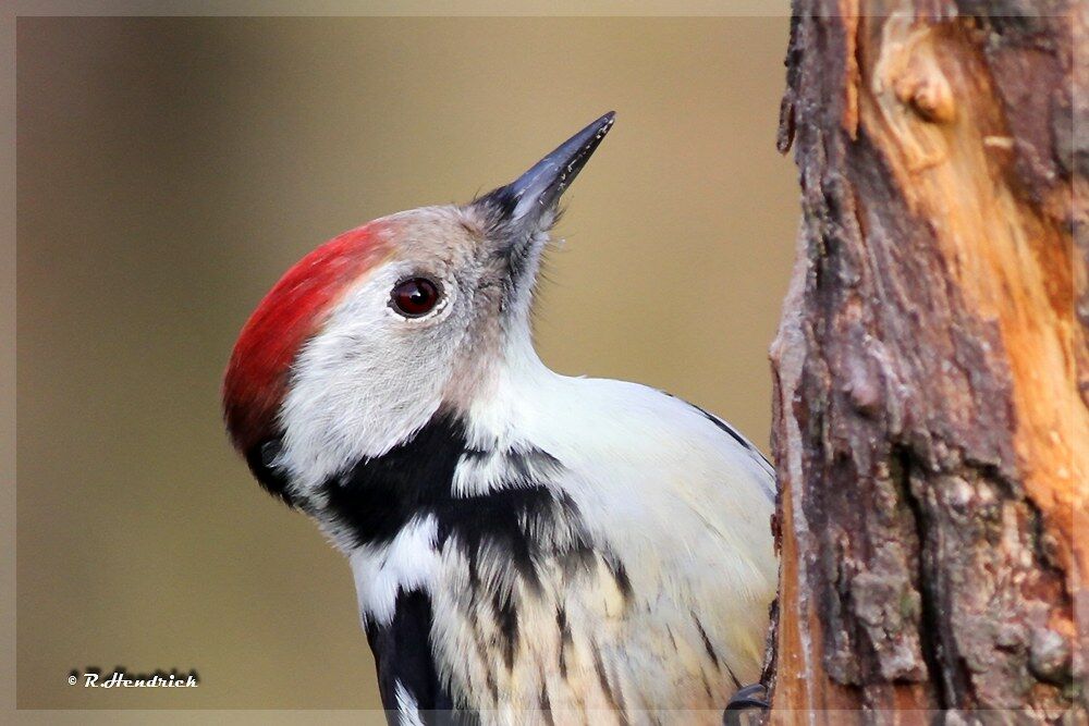 Middle Spotted Woodpecker