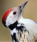 Middle Spotted Woodpecker