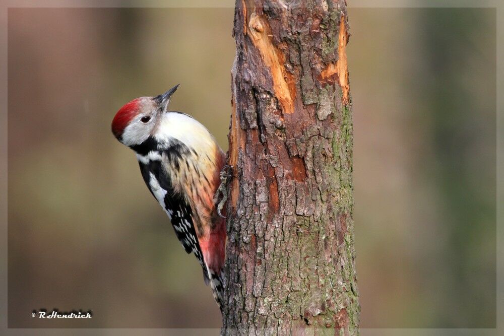 Middle Spotted Woodpecker