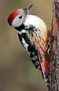 Middle Spotted Woodpecker