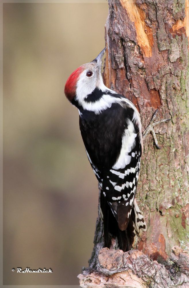 Middle Spotted Woodpecker