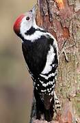 Middle Spotted Woodpecker