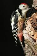 Middle Spotted Woodpecker