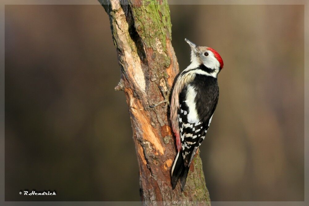 Middle Spotted Woodpecker