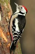 Middle Spotted Woodpecker