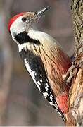 Middle Spotted Woodpecker