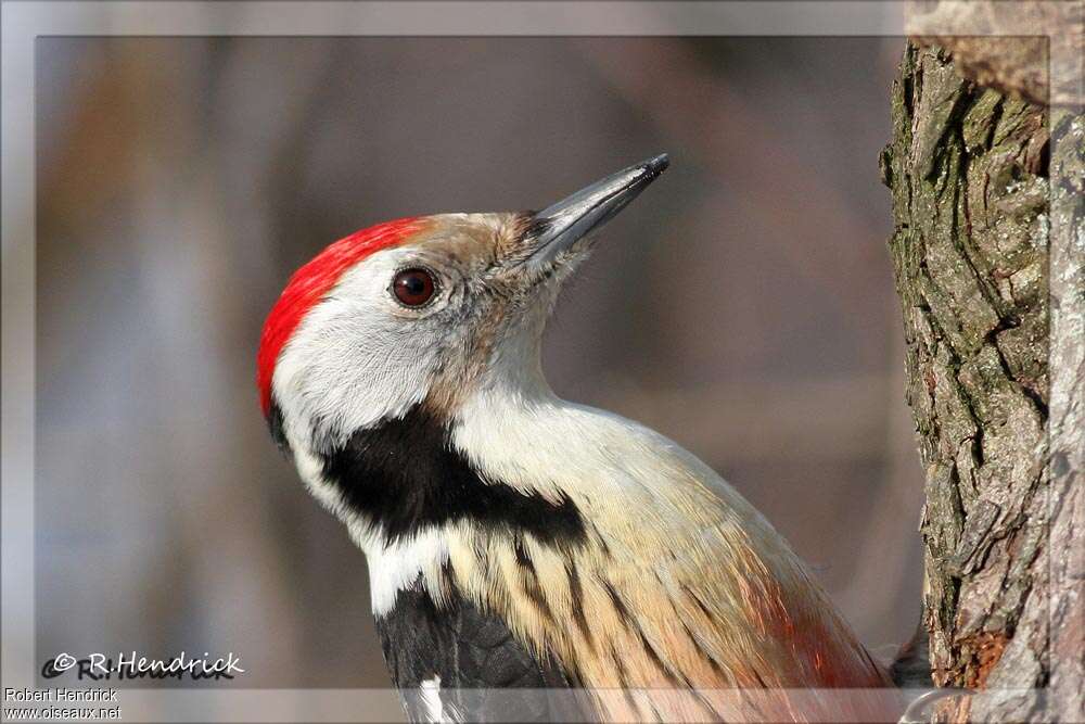 Middle Spotted Woodpecker male adult, close-up portrait