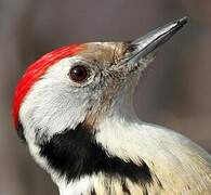 Middle Spotted Woodpecker