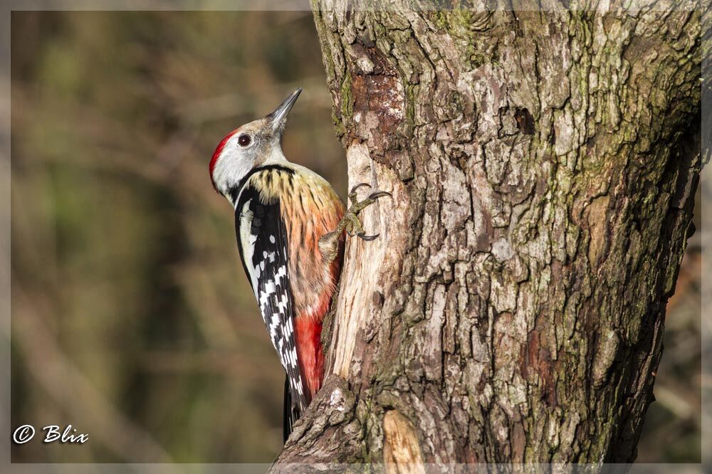 Middle Spotted Woodpecker