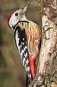 Middle Spotted Woodpecker