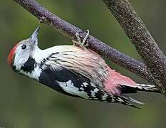 Middle Spotted Woodpecker