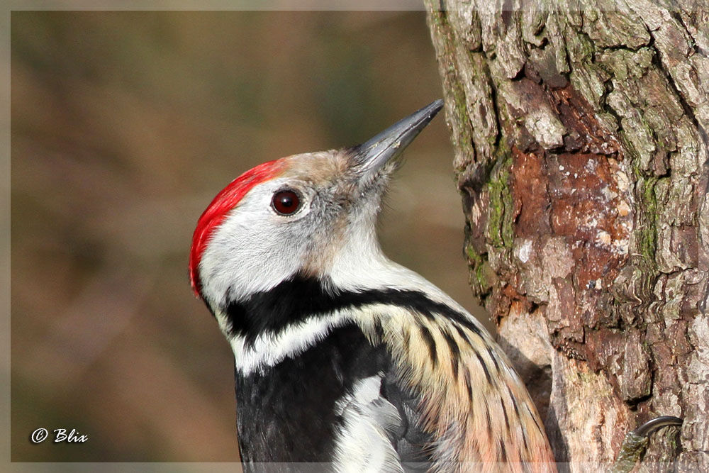 Middle Spotted Woodpecker