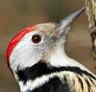 Middle Spotted Woodpecker